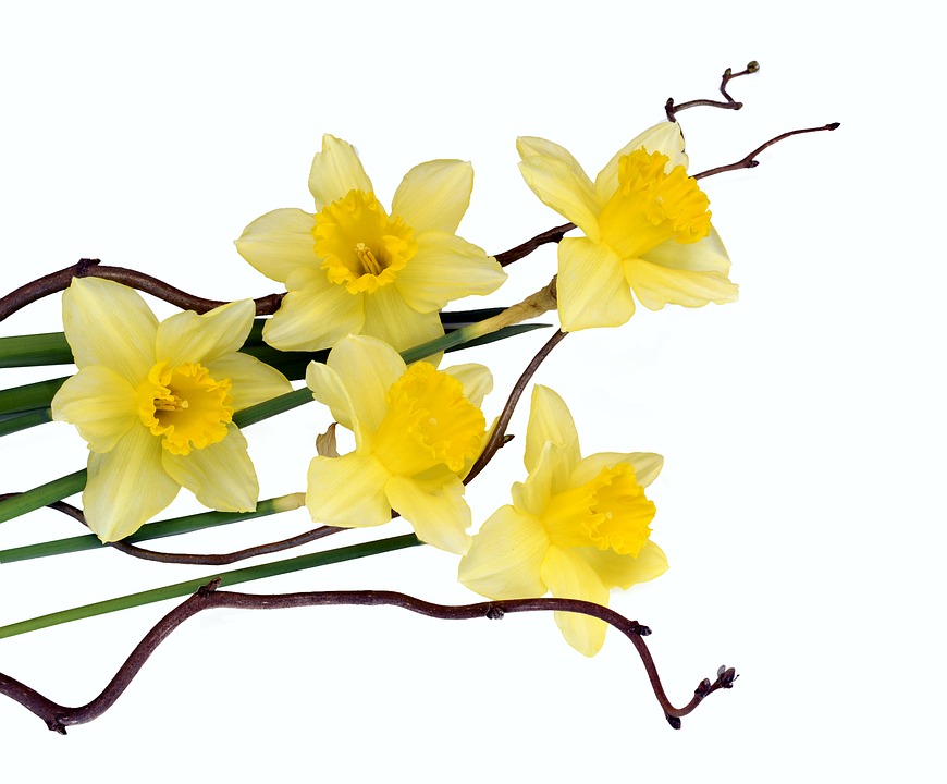 daffodils-3266550_960_720