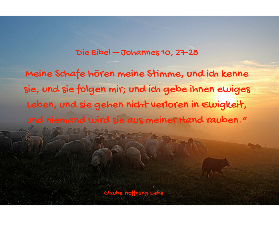 Meine Schafe hören meine Stimme, und ich kenne sie, und sie folgen mir; und ich gebe ihnen ewiges Leben, und sie gehen nicht verloren in Ewigkeit, und niemand wird sie aus meiner Hand r